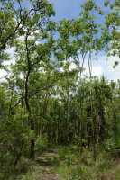 12 Forêt près de Yellow Water