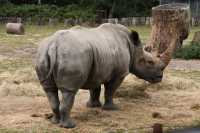 051 Rhynoceros