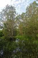 30 Sous-bois inondé - Mamukala