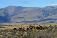 51 Chevaux - Tres Torres