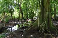 064 Jardin botanique de Motu Ovini