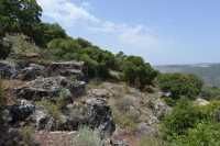 49 Sur les pentes du Mont Thabor