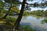082 RRokuon-ji (ou Kingaku-ji) Pavillon d'or & carpes