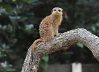 061 Suricate
