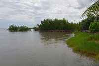 61 Les palétuviers (Rhizophora stylosa) ont été introduits dans les années 30 sur la côte ouest de Moorea, à Haapiti