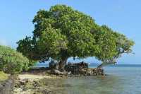 134 Marae Hauviri (Taputapuatea)