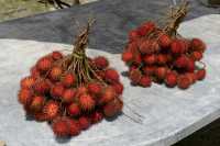 68 Fruits - Haapiti B