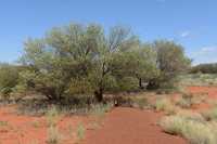 11 Près du Kata Tjuta
