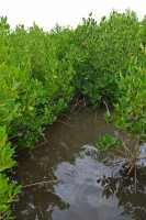 66 Les palétuviers (Rhizophora stylosa) ont été introduits dans les années 30 sur la côte ouest de Moorea, à Haapiti