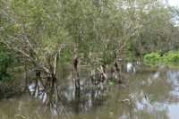 23 Forêt inondée près de Yellow Water