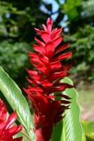 044 Fleur (Alpinia ou Opui rouge)