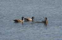 048 Yellowstone River (Bernaches)