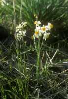 82 Fleurs des champs