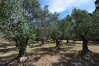 24 Colline de Bethphagé