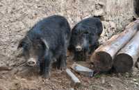 07 Cochons noirs sous la pluie