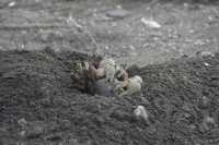 155 Crabes dans leur terrier