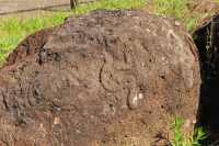 56 Pétroglyphes au lieu dit Mata Ngarahu