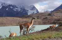 034 Guanacos