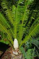 052 Dioon spinulosum (du sud du Mexique)
