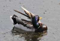 68 Canard - Aile levée *