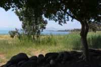 73 Eucalyptus & lac de Tibériade à Tabgha-Dalmanutha