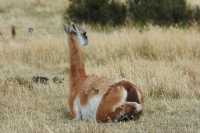 59 Guanaco accroupi