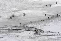 023 Oies & poules d'eau