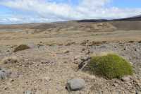 30 Plante - Rangipo Desert