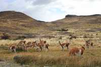 091 guanacos
