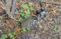 101 Tamarins empereurs