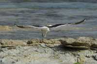 131 Goéland dominicain - Envol