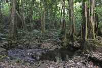 52 Sous bois (Vallée d'Opunohu)