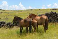 35 Chevaux près de Hanga Poukura B 