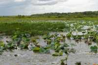 22 Nénuphars - Foog Dam