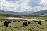 40 Bisons dans la sauje