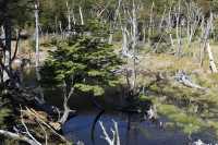 069 Habitat des castors