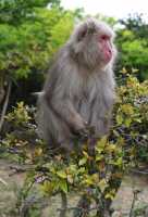 131 Macaque du Japon