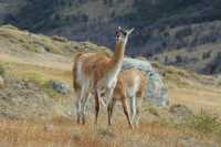 33 Guanacos mère & fils