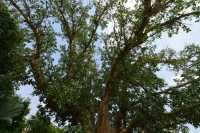 48 Figuier sycomore B