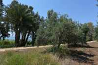 77 Olivier, palmiers & lac de Tibériade à Tabgha-Dalmanutha