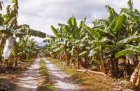 215 Bananeraie au sud de Quirigua