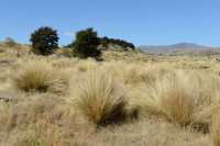 62 Tussockgrass - Mines d'or de Bendigo