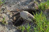 147 Tupa (crabe terrestre) dans son terrier