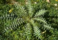 321 Entre St Paul et Mellieha