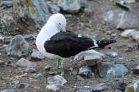 42 Goéland dominicain