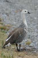 008 Ouette de Magellan