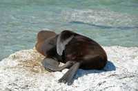 044 Otarie (lion de mer) - Kaikura