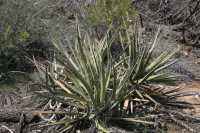 075 Yucca