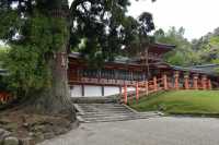 112 Kasuga (Temple Shinto) Arbre millénaire