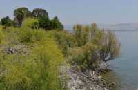 95 Le rivage du lac à Capharnaüm près de la maison de Pierre